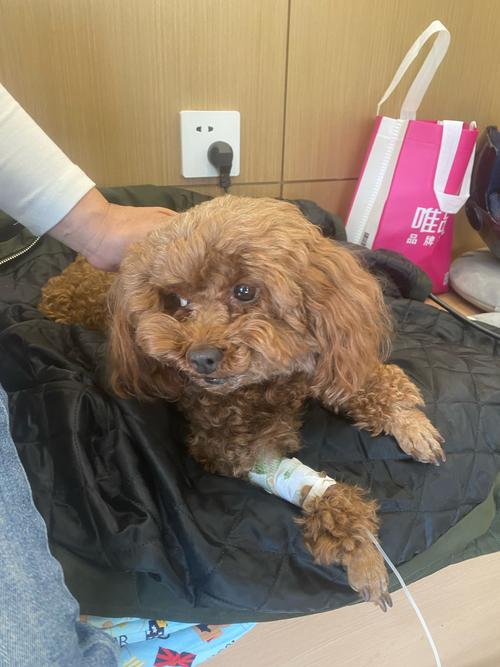 狗狗crp高100有危险吗_狗狗crp高到多少有危险-第3张图片-后鲨宠物 狗狗crp高100有危险吗_狗狗crp高到多少有危险-第3张图片-后鲨宠物