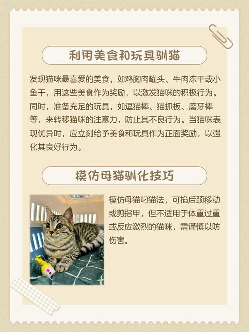 猫猫很凶怎么办,猫咪非常凶怎么办-第1张图片-后鲨宠物 猫猫很凶怎么办,猫咪非常凶怎么办-第1张图片-后鲨宠物