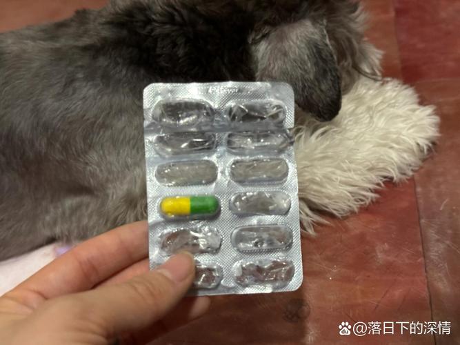  狗狗能吃阿莫西林吗，狗狗能吃阿莫西林吗一次几颗-第5张图片-后鲨宠物