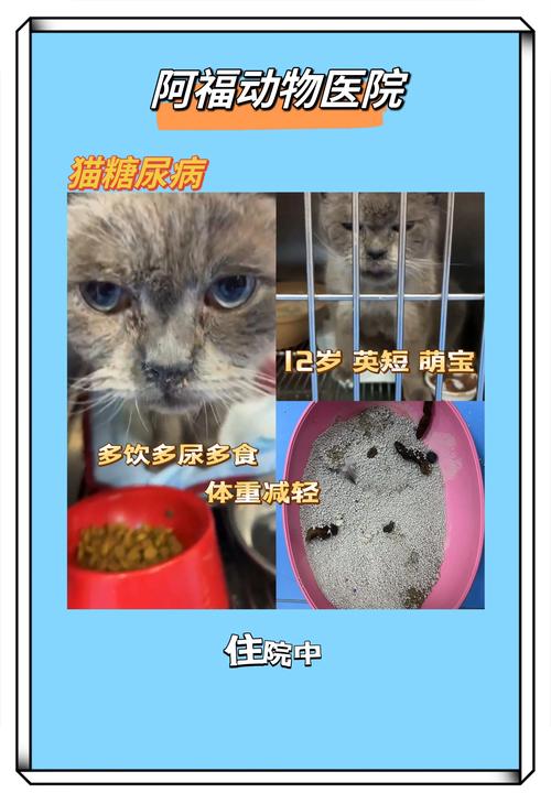 猫咪能喝葡萄糖吗,猫咪能喝葡萄糖水吗?-第1张图片-后鲨宠物 猫咪能喝葡萄糖吗,猫咪能喝葡萄糖水吗?-第1张图片-后鲨宠物
