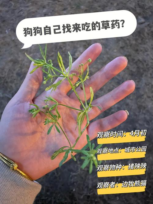 狗狗会自己找草药吗_狗会不会自己找药-第1张图片-后鲨宠物 狗狗会自己找草药吗_狗会不会自己找药-第1张图片-后鲨宠物