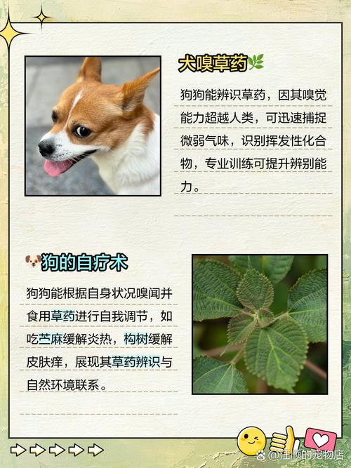 狗狗会自己找草药吗_狗会不会自己找药-第2张图片-后鲨宠物 狗狗会自己找草药吗_狗会不会自己找药-第2张图片-后鲨宠物