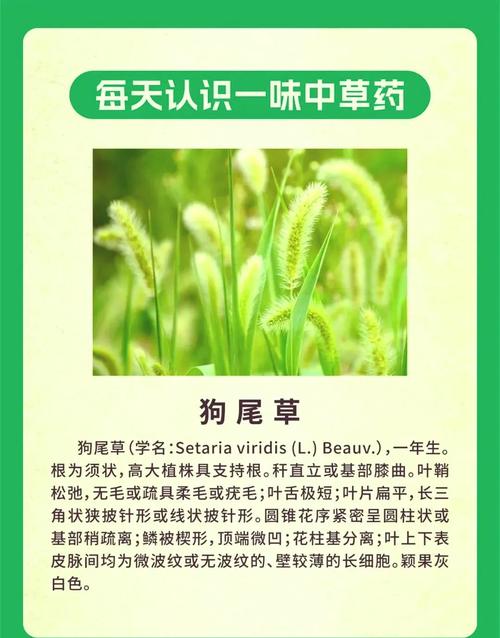 狗狗会自己找草药吗_狗会不会自己找药-第4张图片-后鲨宠物 狗狗会自己找草药吗_狗会不会自己找药-第4张图片-后鲨宠物