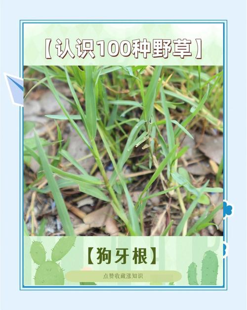 狗狗会自己找草药吗_狗会不会自己找药-第5张图片-后鲨宠物 狗狗会自己找草药吗_狗会不会自己找药-第5张图片-后鲨宠物