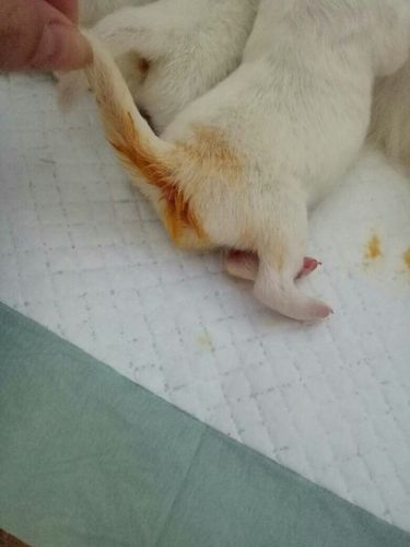 吃奶的狗狗拉稀怎么办，吃奶小狗拉什么屎正常？-第4张图片-后鲨宠物