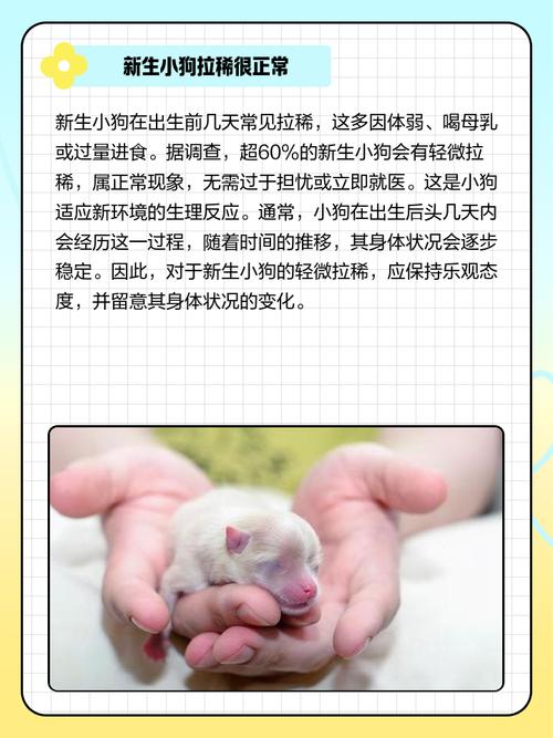 吃奶的狗狗拉稀怎么办，吃奶小狗拉什么屎正常？-第5张图片-后鲨宠物