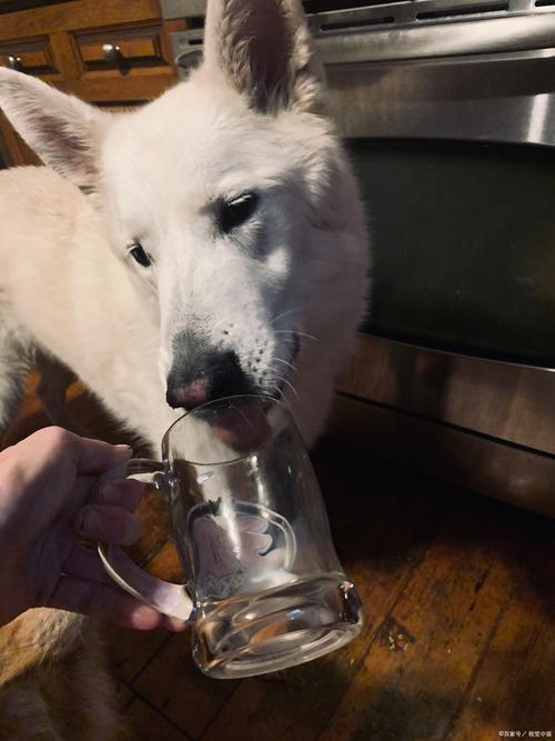 狗狗喝了酒会怎样，狗狗喝了酒会怎么办？-第4张图片-后鲨宠物