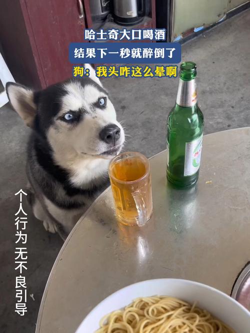 狗狗喝了酒会怎样，狗狗喝了酒会怎么办？-第5张图片-后鲨宠物