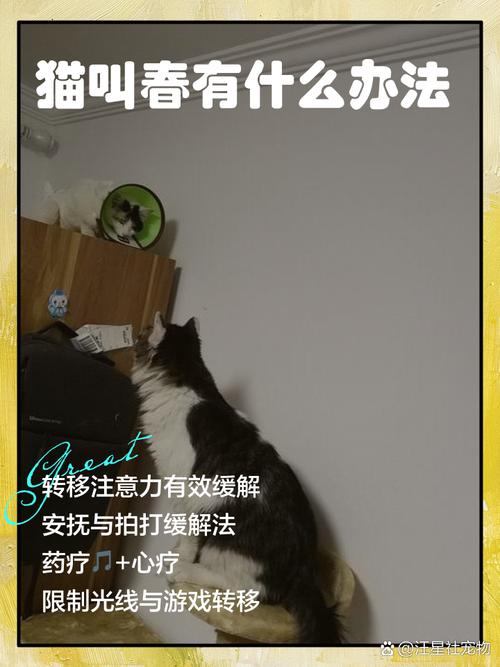 怎么阻止猫咪发情_怎么样阻止猫发春-第2张图片-后鲨宠物 怎么阻止猫咪发情_怎么样阻止猫发春-第2张图片-后鲨宠物