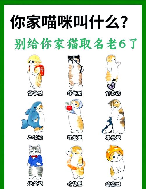 给猫咪起名字大全,猫咪起名字大全可爱的招财-第1张图片-后鲨宠物 给猫咪起名字大全,猫咪起名字大全可爱的招财-第1张图片-后鲨宠物