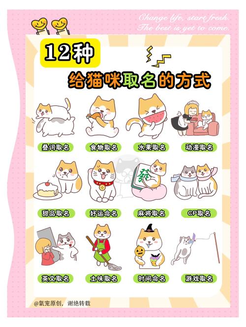 给猫咪起名字大全,猫咪起名字大全可爱的招财-第2张图片-后鲨宠物 给猫咪起名字大全,猫咪起名字大全可爱的招财-第2张图片-后鲨宠物