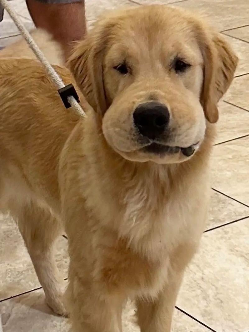 狗狗过敏会自己消肿吗,狗狗过敏会自愈吗-第2张图片-后鲨宠物 狗狗过敏会自己消肿吗,狗狗过敏会自愈吗-第2张图片-后鲨宠物