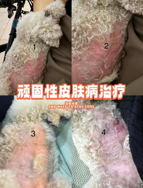 狗狗过敏会自己消肿吗,狗狗过敏会自愈吗-第3张图片-后鲨宠物 狗狗过敏会自己消肿吗,狗狗过敏会自愈吗-第3张图片-后鲨宠物