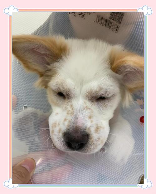 狗狗过敏会自己消肿吗,狗狗过敏会自愈吗-第6张图片-后鲨宠物 狗狗过敏会自己消肿吗,狗狗过敏会自愈吗-第6张图片-后鲨宠物