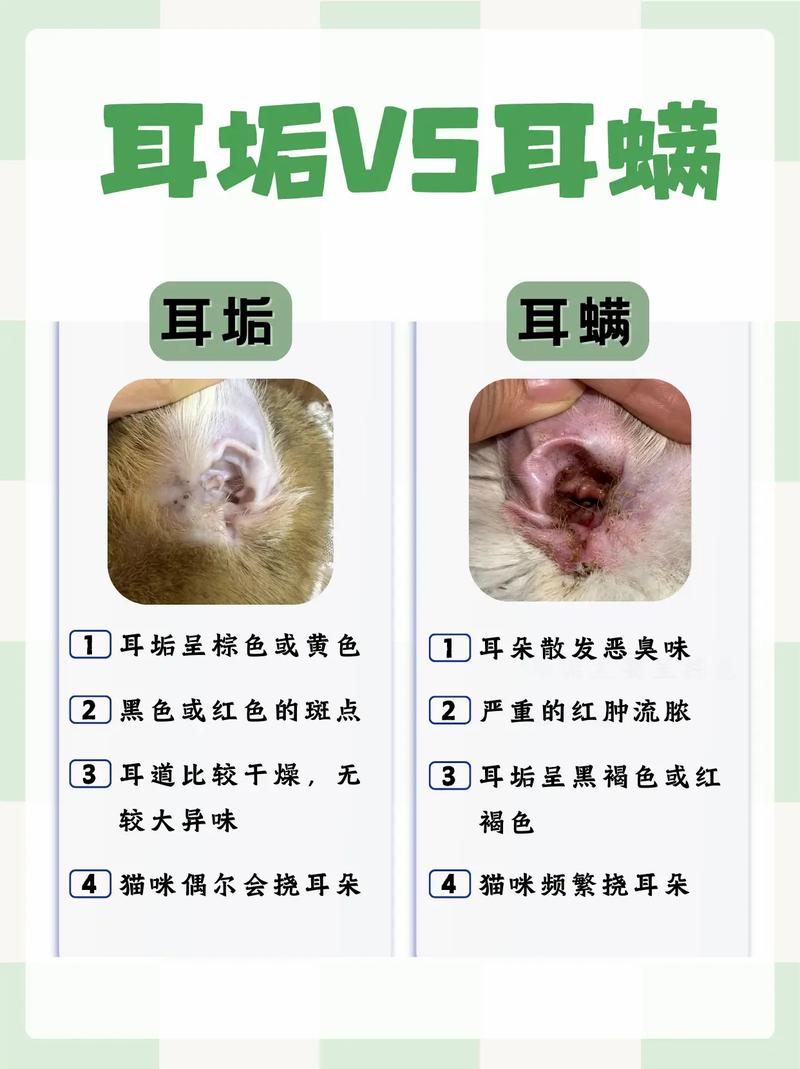 猫咪耳螨怎么治疗_狗狗得耳螨怎么治疗最快最有效-第1张图片-后鲨宠物 猫咪耳螨怎么治疗_狗狗得耳螨怎么治疗最快最有效-第1张图片-后鲨宠物