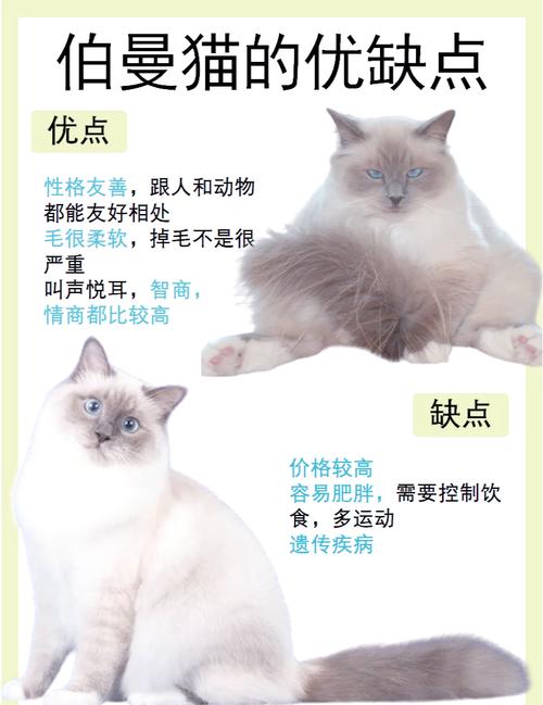 如何让猫咪晚上不闹腾,怎样让猫晚上不乱叫-第6张图片-后鲨宠物 如何让猫咪晚上不闹腾,怎样让猫晚上不乱叫-第6张图片-后鲨宠物
