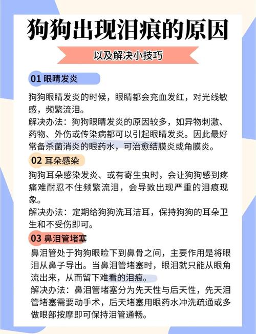 狗狗泪痕严重怎么办,狗狗泪痕怎么处理-第2张图片-后鲨宠物 狗狗泪痕严重怎么办,狗狗泪痕怎么处理-第2张图片-后鲨宠物