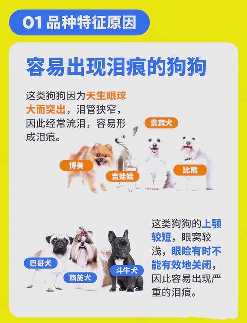 狗狗泪痕严重怎么办,狗狗泪痕怎么处理-第5张图片-后鲨宠物 狗狗泪痕严重怎么办,狗狗泪痕怎么处理-第5张图片-后鲨宠物