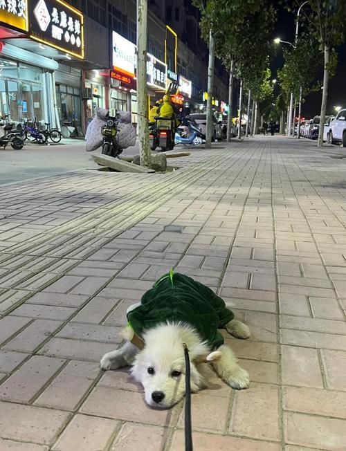 狗狗能吃山楂片吗，狗狗能吃山楂片吗有营养吗？-第2张图片-后鲨宠物