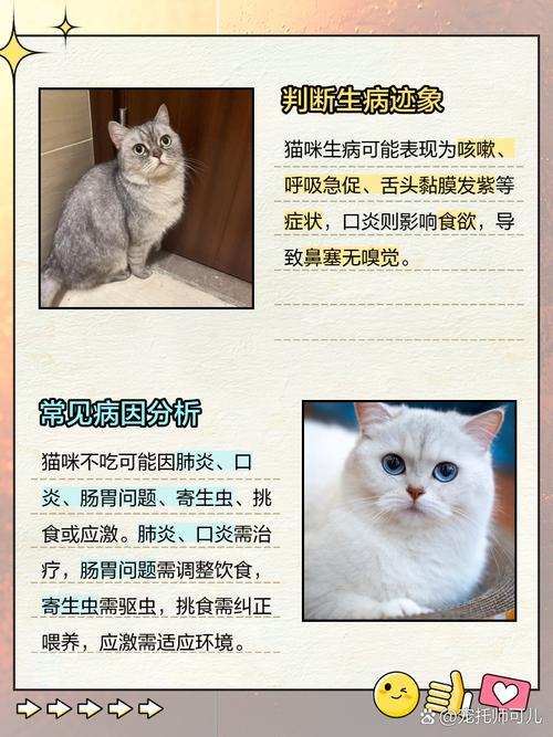 猫咪生病不吃东西怎么办,猫咪生病不吃东西怎么办视频?-第2张图片-后鲨宠物 猫咪生病不吃东西怎么办,猫咪生病不吃东西怎么办视频?-第2张图片-后鲨宠物