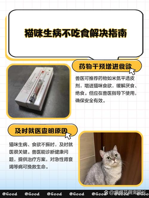 猫咪生病不吃东西怎么办,猫咪生病不吃东西怎么办视频?-第4张图片-后鲨宠物 猫咪生病不吃东西怎么办,猫咪生病不吃东西怎么办视频?-第4张图片-后鲨宠物