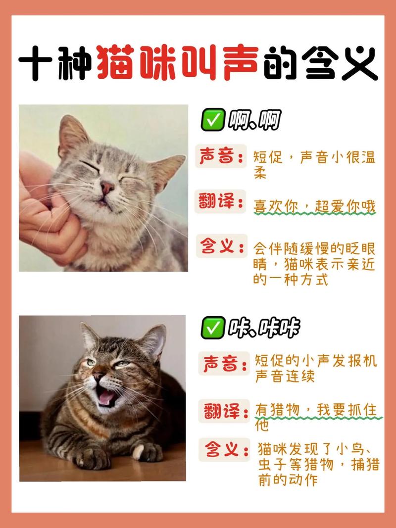 猫咪开心的叫声_放一段安抚猫咪的声音-第2张图片-后鲨宠物 猫咪开心的叫声_放一段安抚猫咪的声音-第2张图片-后鲨宠物