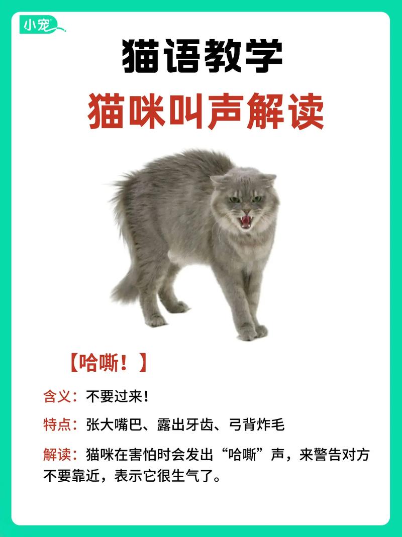 猫咪开心的叫声_放一段安抚猫咪的声音-第3张图片-后鲨宠物 猫咪开心的叫声_放一段安抚猫咪的声音-第3张图片-后鲨宠物