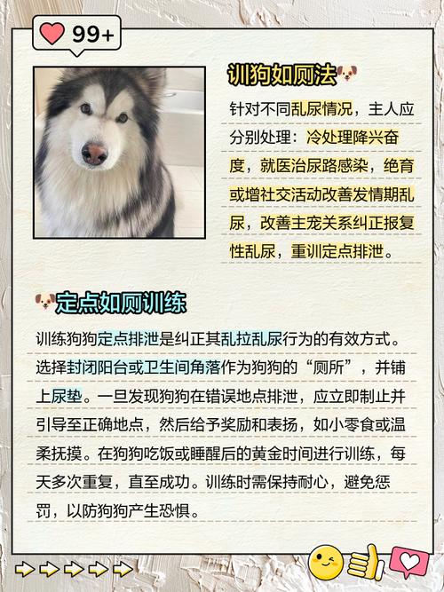 狗狗大小便怎么解决，狗狗大小便怎么解决问题？