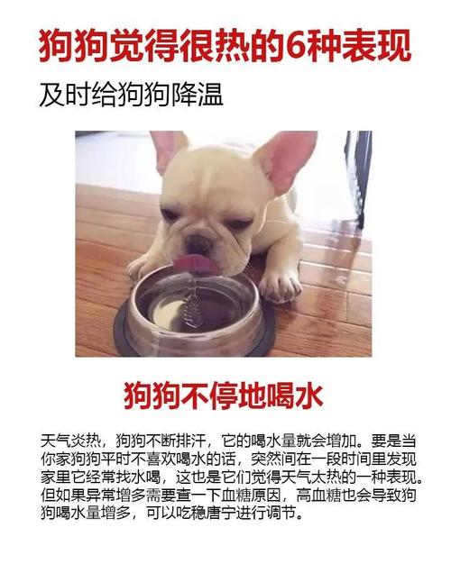 狗狗的正常温度是多少_狗狗得正常温度-第5张图片-后鲨宠物 狗狗的正常温度是多少_狗狗得正常温度-第5张图片-后鲨宠物