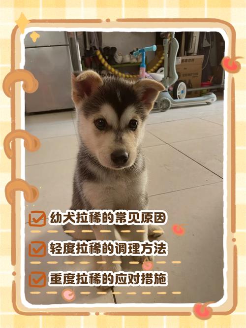 二个月狗狗拉稀怎么办_两个月狗拉稀了该怎么办