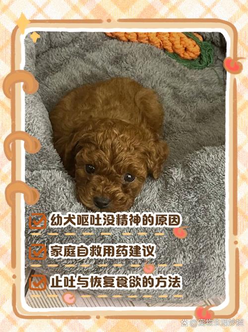 二个月狗狗拉稀怎么办_两个月狗拉稀了该怎么办-第5张图片-后鲨宠物 二个月狗狗拉稀怎么办_两个月狗拉稀了该怎么办-第5张图片-后鲨宠物