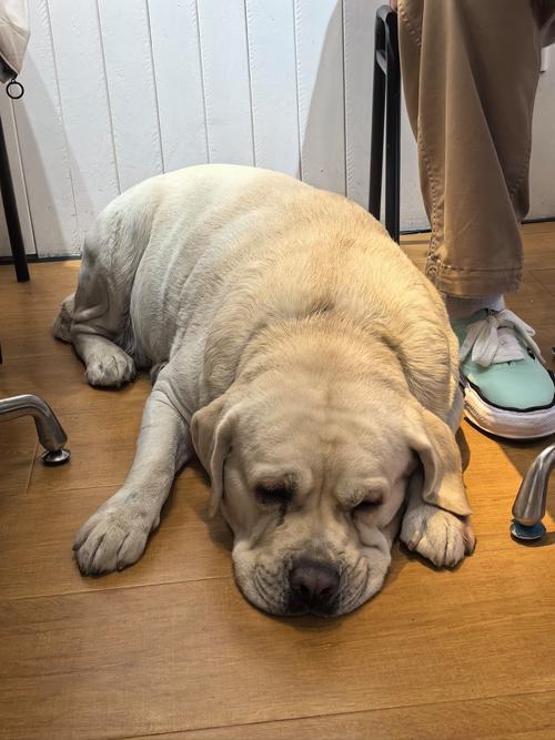 怎么让狗狗长胖,怎么让狗狗长胖起来?-第3张图片-后鲨宠物 怎么让狗狗长胖,怎么让狗狗长胖起来?-第3张图片-后鲨宠物