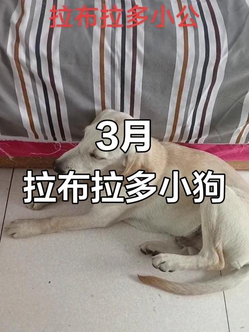 怎么让狗狗长胖,怎么让狗狗长胖起来?-第5张图片-后鲨宠物 怎么让狗狗长胖,怎么让狗狗长胖起来?-第5张图片-后鲨宠物