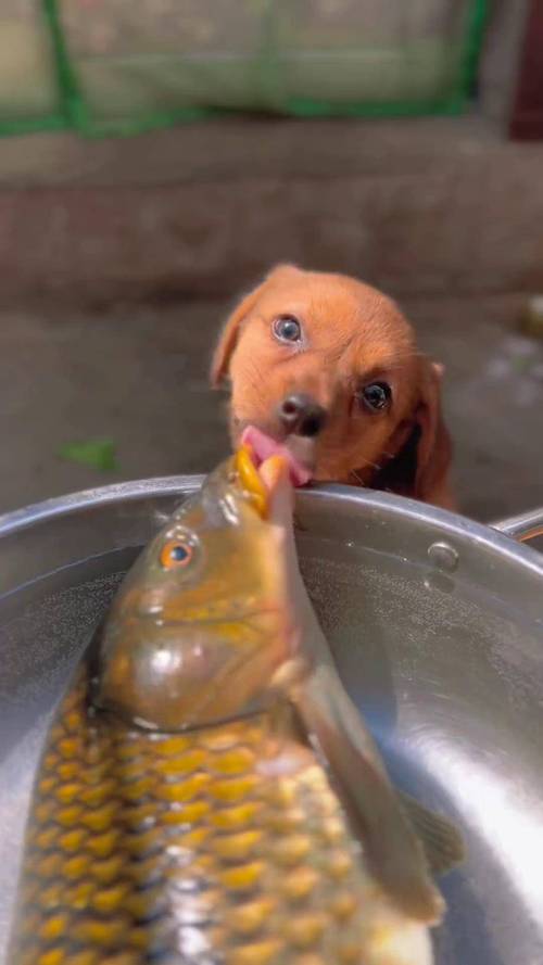 狗狗吃了生鱼会生病吗,狗狗吃了生鱼会怎么样?-第4张图片-后鲨宠物 狗狗吃了生鱼会生病吗,狗狗吃了生鱼会怎么样?-第4张图片-后鲨宠物