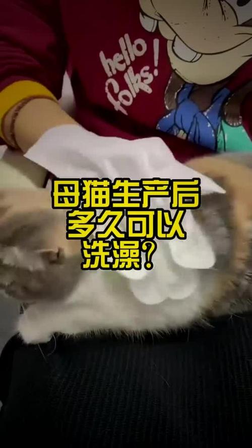 猫咪产后多久可以洗澡,猫咪产后多久可以洗澡驱虫-第5张图片-后鲨宠物 猫咪产后多久可以洗澡,猫咪产后多久可以洗澡驱虫-第5张图片-后鲨宠物