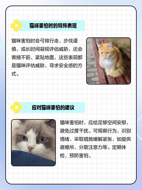 猫咪害怕主人的表现_猫害怕主人的五件事-第2张图片-后鲨宠物 猫咪害怕主人的表现_猫害怕主人的五件事-第2张图片-后鲨宠物