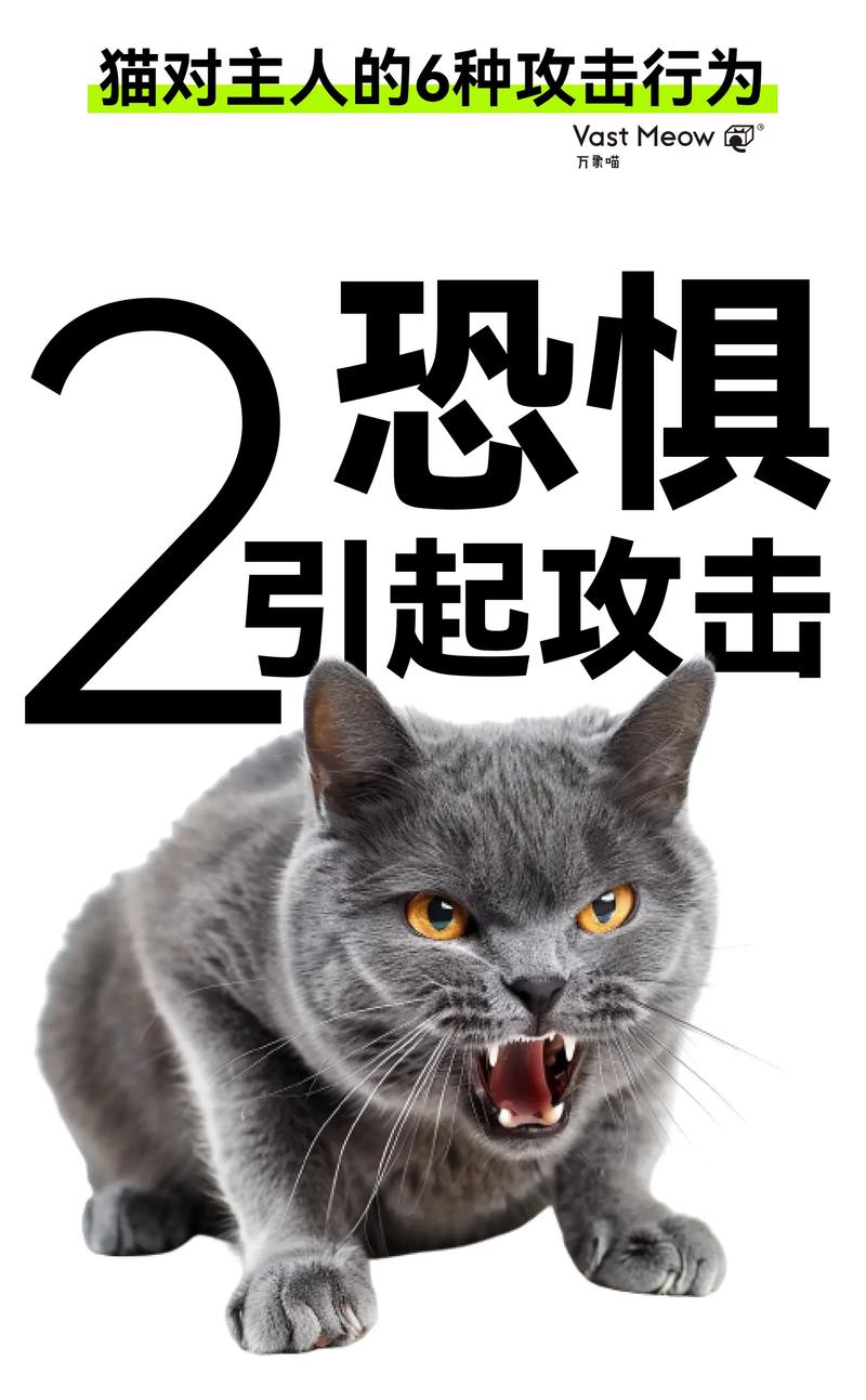 猫咪害怕主人的表现_猫害怕主人的五件事-第3张图片-后鲨宠物 猫咪害怕主人的表现_猫害怕主人的五件事-第3张图片-后鲨宠物