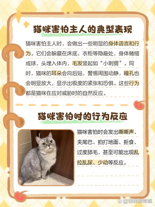 猫咪害怕主人的表现_猫害怕主人的五件事-第5张图片-后鲨宠物 猫咪害怕主人的表现_猫害怕主人的五件事-第5张图片-后鲨宠物