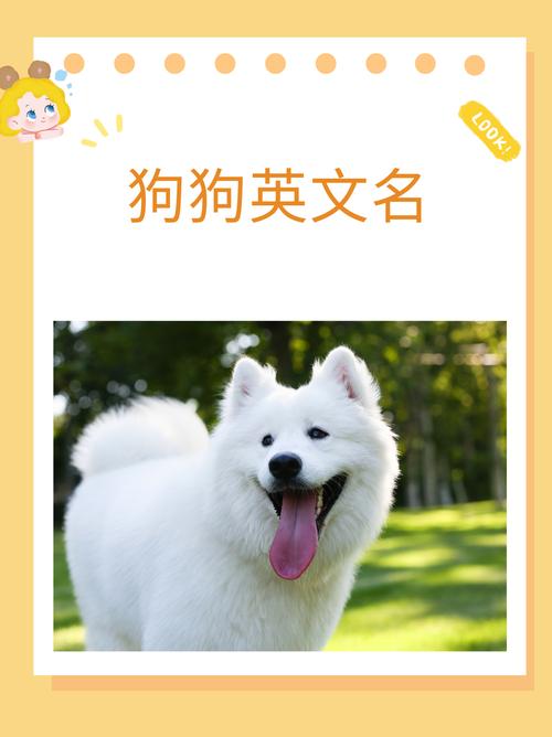 三个字的狗狗名字,3个字的狗狗名字?-第3张图片-后鲨宠物 三个字的狗狗名字,3个字的狗狗名字?-第3张图片-后鲨宠物