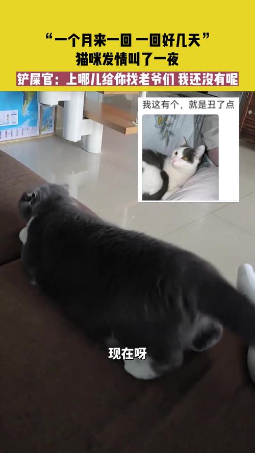 猫咪发情会持续多久,猫咪发情会持续几个月?-第1张图片-后鲨宠物 猫咪发情会持续多久,猫咪发情会持续几个月?-第1张图片-后鲨宠物