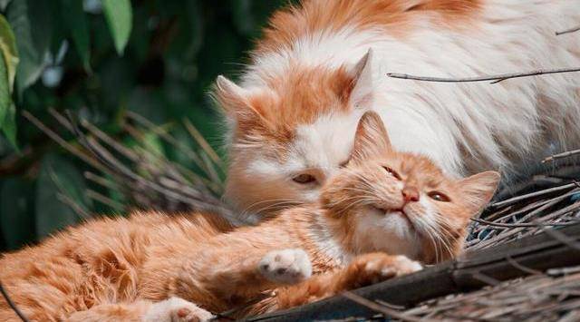 猫咪发情会持续多久,猫咪发情会持续几个月?-第2张图片-后鲨宠物 猫咪发情会持续多久,猫咪发情会持续几个月?-第2张图片-后鲨宠物