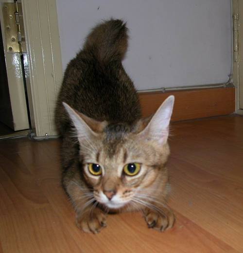 猫咪发情会持续多久,猫咪发情会持续几个月?-第3张图片-后鲨宠物 猫咪发情会持续多久,猫咪发情会持续几个月?-第3张图片-后鲨宠物