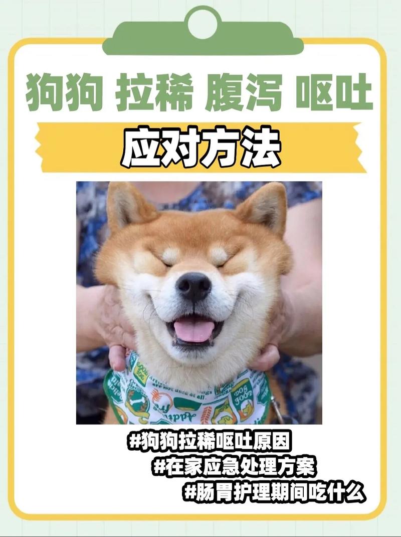 狗狗上吐下泻怎么回事_狗狗上吐下泻吃什么药好得快