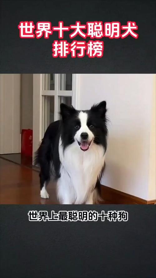 哪种狗狗最聪明,狗那个品种最聪明?-第1张图片-后鲨宠物 哪种狗狗最聪明,狗那个品种最聪明?-第1张图片-后鲨宠物