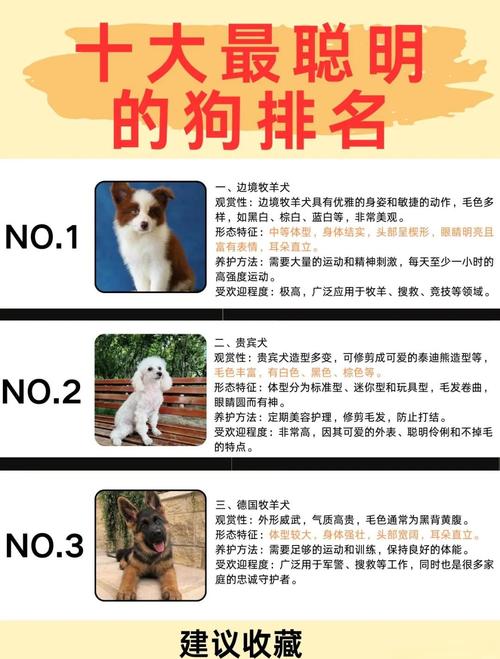 哪种狗狗最聪明,狗那个品种最聪明?-第4张图片-后鲨宠物 哪种狗狗最聪明,狗那个品种最聪明?-第4张图片-后鲨宠物