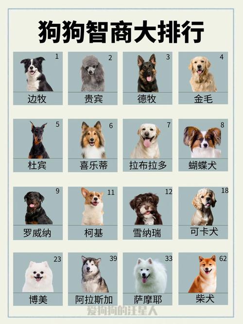 哪种狗狗最聪明,狗那个品种最聪明?-第5张图片-后鲨宠物 哪种狗狗最聪明,狗那个品种最聪明?-第5张图片-后鲨宠物