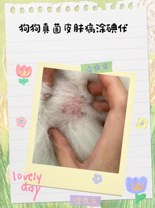 狗狗可以用碘伏吗，可以给狗狗用碘伏吗？-第2张图片-后鲨宠物