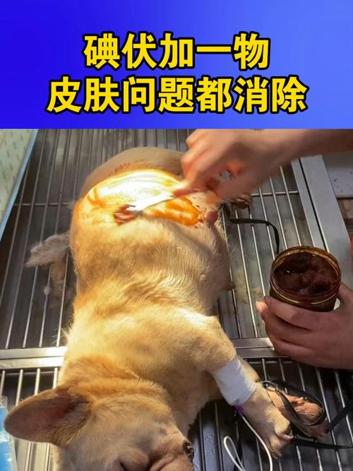 狗狗可以用碘伏吗，可以给狗狗用碘伏吗？-第5张图片-后鲨宠物