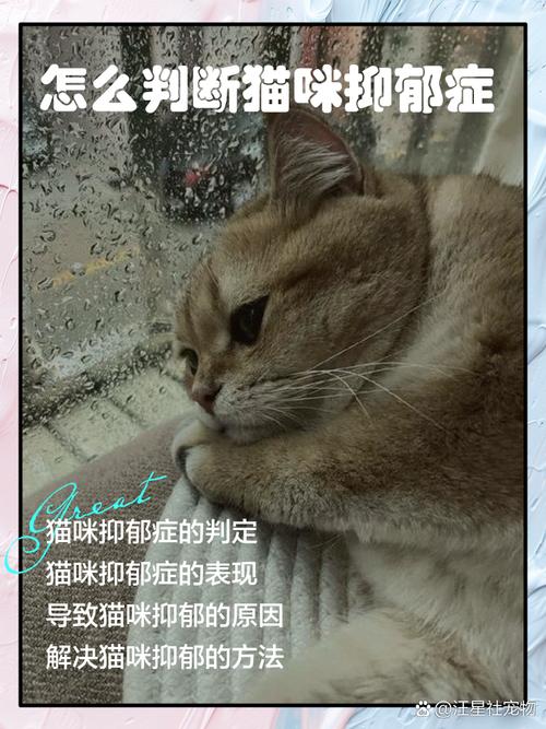 猫咪抑郁的表现,猫咪抑郁的表现有哪些?-第3张图片-后鲨宠物 猫咪抑郁的表现,猫咪抑郁的表现有哪些?-第3张图片-后鲨宠物