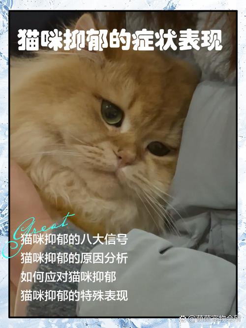 猫咪抑郁的表现,猫咪抑郁的表现有哪些?-第5张图片-后鲨宠物 猫咪抑郁的表现,猫咪抑郁的表现有哪些?-第5张图片-后鲨宠物